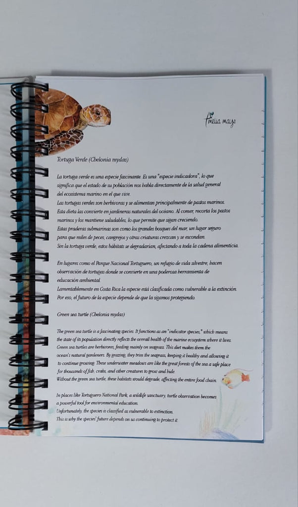 Libreta Tortuga Verde Marina - Arte Amelia Mayo
